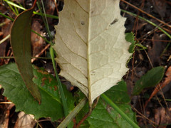 Olearia grandiflora