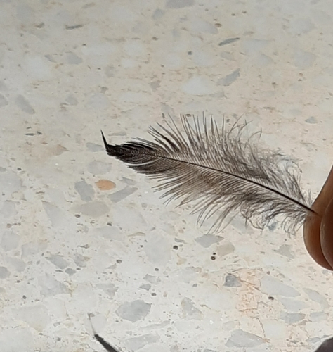 Plume de Étourneau unicolore