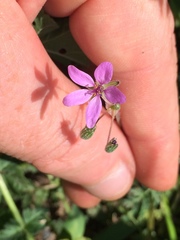 Erodium cicutarium