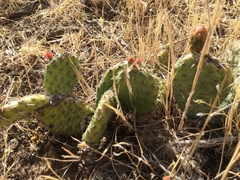 Opuntia polyacantha