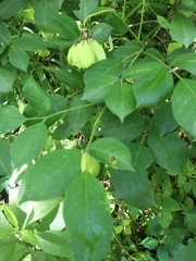 Staphylea trifolia