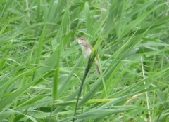 Acrocephalus orientalis