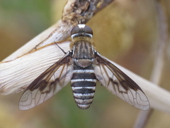 Exoprosopa rivularis