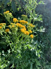 Jacobaea vulgaris dunensis