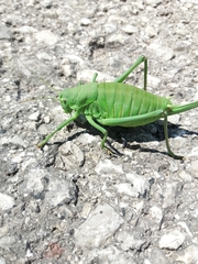 Polysarcus denticauda