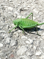 Polysarcus denticauda