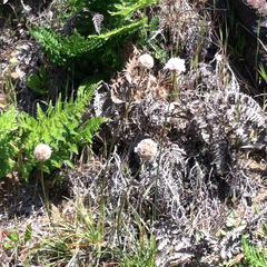 Armeria maritima californica