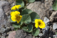 Viola crassa