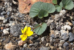 Viola crassa