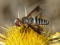 Exoprosopa rivularis