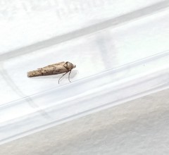 Blastobasis adustella