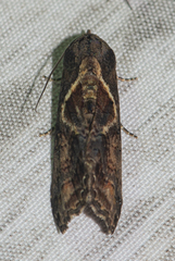Lophoptera