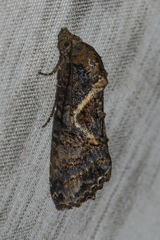 Lophoptera