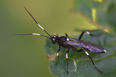 Achaius oratorius