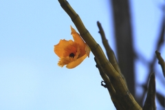 Dendrobium fimbriatum
