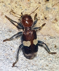 Enoclerus quadrisignatus