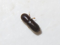 Xyleborinus saxesenii