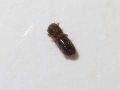 Xyleborinus saxesenii