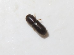 Xyleborinus saxesenii