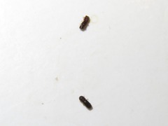 Xyleborinus saxesenii