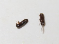 Xyleborinus saxesenii