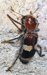 Enoclerus quadrisignatus