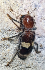 Enoclerus quadrisignatus