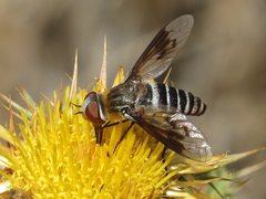 Exoprosopa rivularis