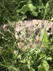 Cynoglossum officinale