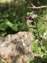 Cynoglossum officinale