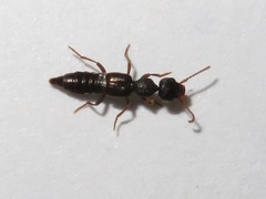 Rugilus rufipes