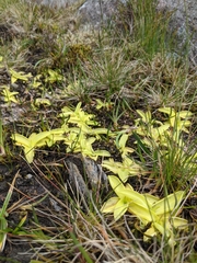 Pinguicula grandiflora