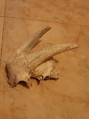 Capra hircus