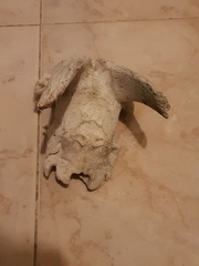 Capra hircus