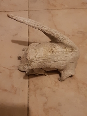 Capra hircus