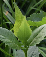 Silphium perfoliatum perfoliatum