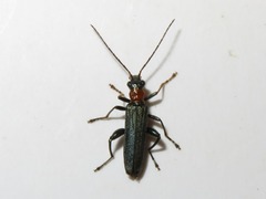 Oedemera croceicollis