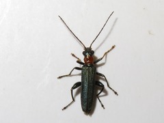 Oedemera croceicollis