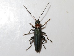 Oedemera croceicollis