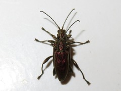 Donacia marginata