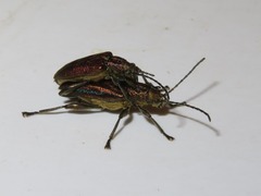 Donacia marginata