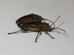 Donacia marginata