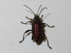 Donacia marginata