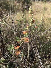 Sphaeralcea munroana