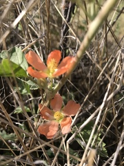 Sphaeralcea munroana