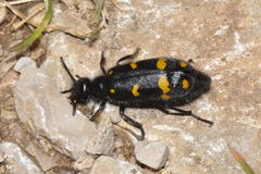Hycleus polymorphus
