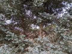 Eucalyptus rubida rubida