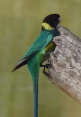 Barnardius zonarius zonarius