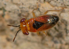 Isthmocoris imperialis