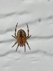 Araneus diadematus